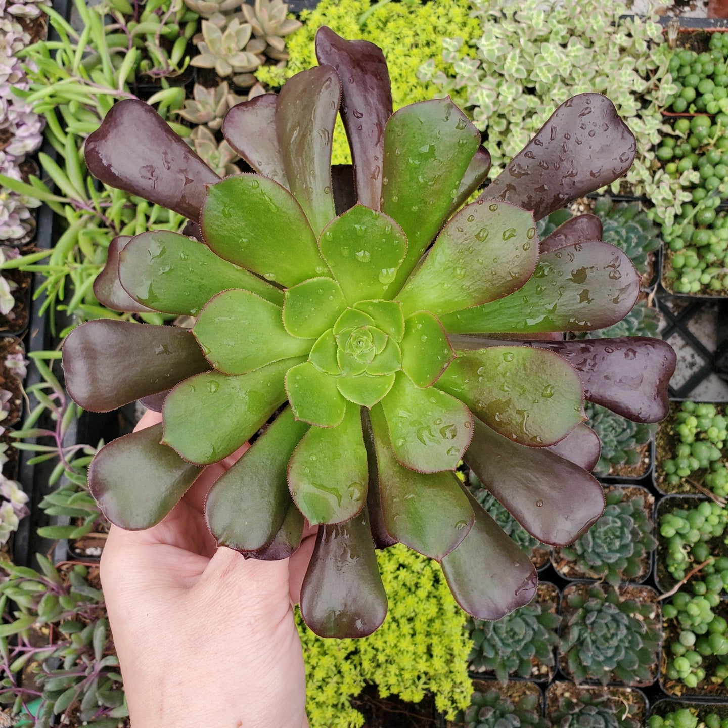 Aeonium urbicum